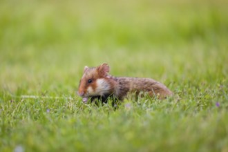 A European hamster (Cricetus cricetus), Eurasian hamster, black-bellied hamster or common hamster,