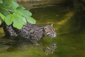 A fishing cat (Prionailurus viverrinus) swimming in a little river with dense green vegetation