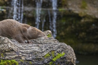 One Eurasian otter (Lutra lutra) resting on a log in front of a little cascade. Shaking his head to