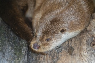 One Eurasian otter (Lutra lutra) resting resting in a hollow log