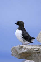 Little auk, dovekie (Alle alle) perched on rock on top of sea cliff along the Arctic Ocean coast,