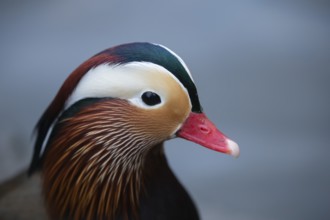 Mandarin duck (Aix galericulata) adult male bird head portrait, England, United Kingdom, Europe