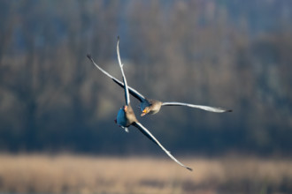 Aerial dispute between two greylag geese, in the Großen Rosin Moor nature reserve,