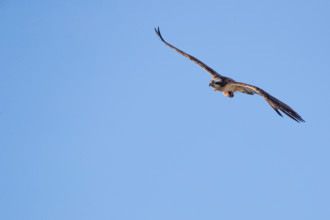 An osprey flies in the sky with prey fish, Müritz region, Mecklenburg-Vorpommern, Germany, Europe