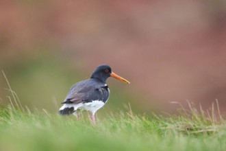 Eurasian oystercatcher (Haematopus ostralegus) on a meadow, wildlife, Helgoland, Germany, Europe