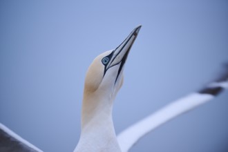 Northern gannet (Morus bassanus) portrait, wildlife, Heligoland, Germany, Europe