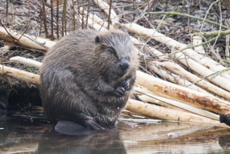 A beaver (Castor fibre) sits by the water surrounded by gnawed branches in a humid environment,