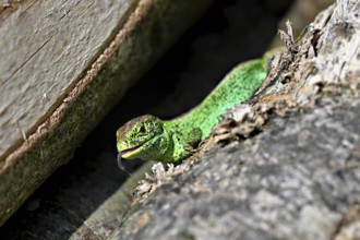 Sand lizard (Lacerta agilis), male in mating plumage, on woodpile, Switzerland, Europe