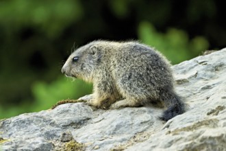 Young alpine marmot (Marmota marmota), sitting on rocks, Switzerland, Europe