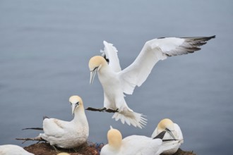 Northern gannet (Morus bassanus) lands in the colony, wildlife, Heligoland, Germany, Europe