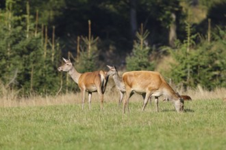 Red deer (Cervus elaphus), hinds grazing in a forest clearing, wildlife, Sauerland, North