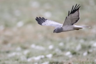 Hen harrier (Circus cyaneus), male, flying, Emsland, Lower Saxony, Germany, Europe