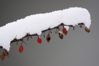 Barberry with snow, winter, Germany, Europe