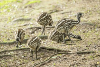 Emu (Dromaius novaehollandiae) youngsters on the ground, Bavaria, Germany, Europe