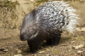 Old World porcupines (Hystrix cristata), Germany, Europe