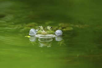 Edible frog (Pelophylax esculentus) in a little lake in the water, Bavaria, Germany, Europe