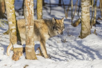 A young grey wolf (Canis lupus lupus) walks across the snowy forest floor on a cold, sunny day