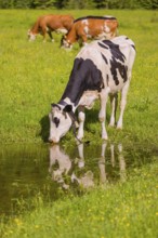 Holstein Friesian cattle stand on a green meadow at a puddle and drink. A reflection of the cows