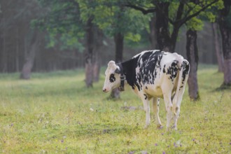 A Holstein Friesian cattle grazing on the alpine pasture with maple trees, Eng valley, Austria,