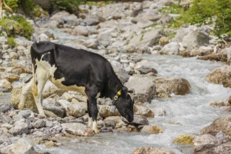 Holstein Friesian cattle crossing a creek on an alpine pasture. Eng valley, Austria, Europe