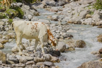 Holstein Friesian cattle crossing a creek on an alpine pasture. Eng valley, Austria, Europe