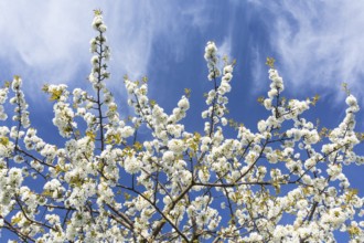 Blossoming branches of a cherry tree (Prunus) in front of a blue sky, Klipphausen, Saxony, Germany,