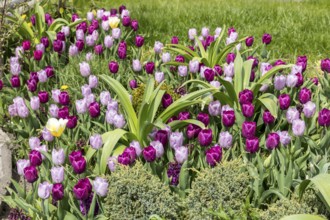 Tulips (tulpia) bloom in light and dark shades of purple