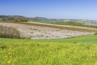 Vast landscape and blossoming orchards near Wittgensdorf, Kreischa, Saxony, Germany, Europe