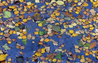 Colourful autumn leaves in the water of a fish pond, Gmünd, Waldviertel, Lower Austria, Austria,