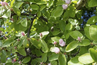 Quince (Cydonia oblonga) in bloom