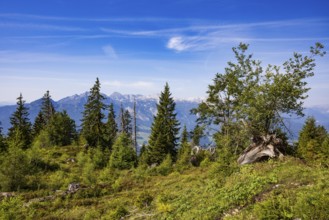 Mountain forest, hiking trail to the summit of the Taborberg with a view of the Tennengebirge,