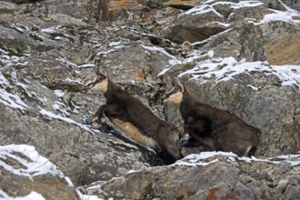 Alpine chamois (Rupicapra rupicapra) male, buck chasing competitor away in snow covered rock face