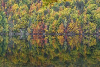 Lake Toplitz, forest in full autumn colors, Austria, Europe