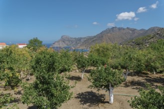 A Mediterranean orchard with pomegranate trees and a view of the sea and mountains under a clear