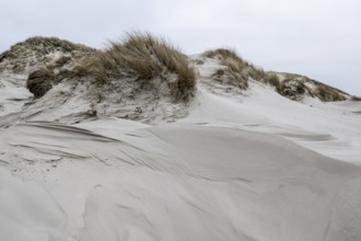 Dune landscape, Amrum, Schleswig-Holstein, Germany, Europe