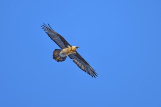 Bearded vulture (Gypaetus barbatus), flying high in the bright blue sky and spreading its wings,