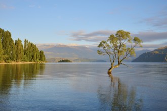 A tree standing in the lake with mountains in the background at sunrise, summer, Lake Wanaka,