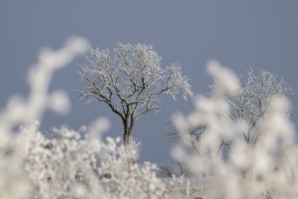 Winter landscape, trees with hoarfrost, Weinviertel near Hadres, Lower Austria, Austria, Europe