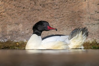 Goosander (Mergus merganser), male, swimming at the water's edge, captive, Alpine Zoo, Innsbruck,