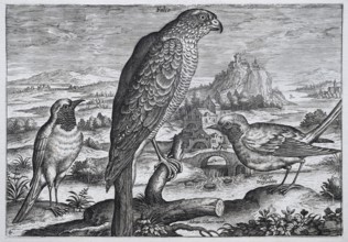 Falcon in front of a medieval landscape with castle, copperplate engraving by Adriaen Collaert,