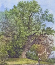 Famous old trees, The Chipstead Elm, North East Surrey, England, Historic, digitally restored