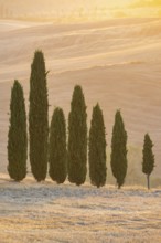 Cypress tres in a typical Tuscan landscape in Val d'Orcia with hills at sunrise in summer, Tuscany,