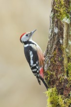 Middle spotted woodpecker (Dendrocopos medius) sitting on a tree stump overgrown with moss and