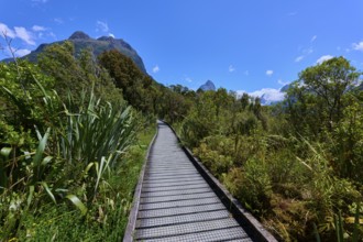 Long wooden walkway, embedded in dense vegetation, with mountain views under a clear, sunny sky,