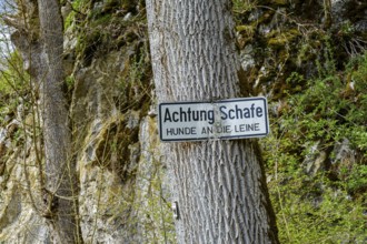 Sign, Attention sheep, dogs on a lead, on a tree, Großes Lautertal near Unterwilzingen, Swabian