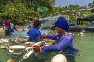 Fishermen emptying their net, Koh Libong Island in the Andaman Sea, Thailand, Asia