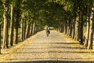 Bicycle on an avenue, Langeland Island, Denmark, Europe