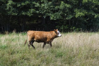 Grazing cows in the Hallarumsviken nature reserve near Karlskrona, Blekinge län, Sweden, Europe