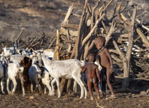 Himba children with goats, in a kraal, traditional Himba village, Kaokoveld, Kunene, Namibia,