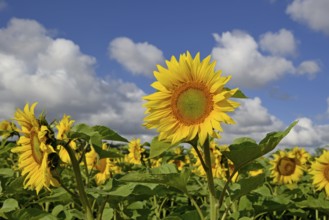 Sunflowers (Helianthus annuus) in bloom, sunflower field, blue cloudy sky, North Rhine-Westphalia,